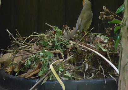 Robin on compost bin