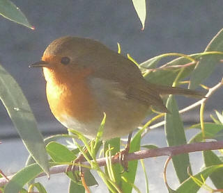 Robin