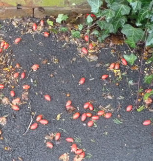 Fallen rosehips