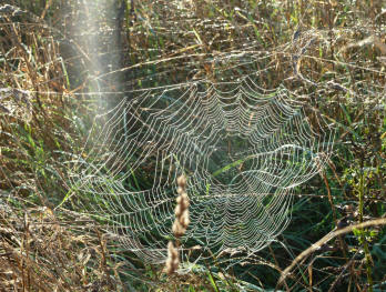 Wet spider web