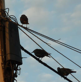 Starlings on phone lines
