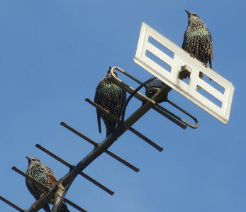 Starlings