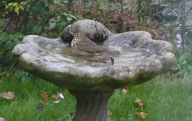 Thrush in birdbath