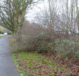 Fallen tree on country road