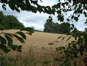 Wheat field