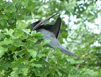 Wood pigeon