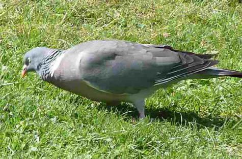 Woody the wood pigeon