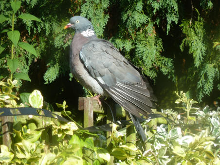 Wood pigeon after bath