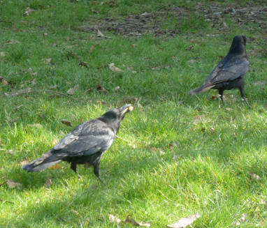 Crow with bread