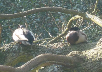 Ducks in tree