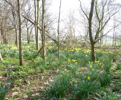 daffodils