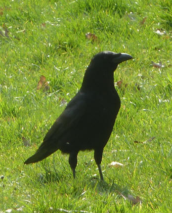 Crow