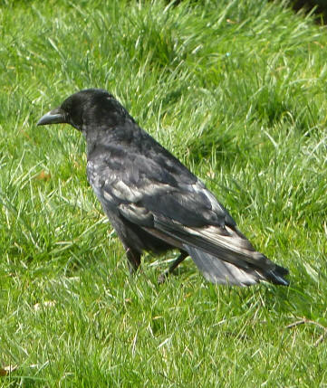 Crow with some white feathers