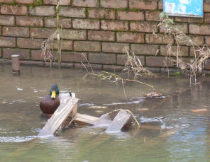 Duck River Darenth