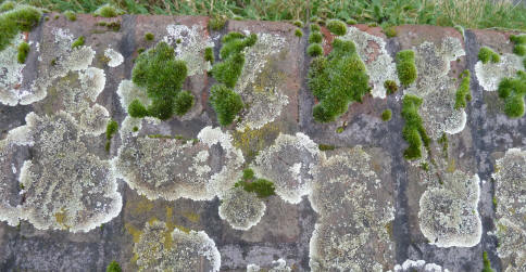 Moss and lichen