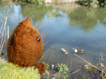 Teddy with ducks