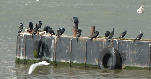 Cormorants