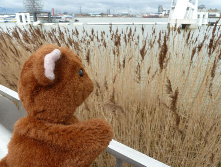 Reed bed