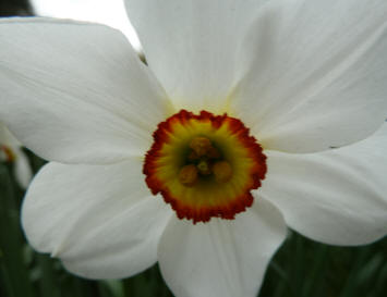 White daffodil