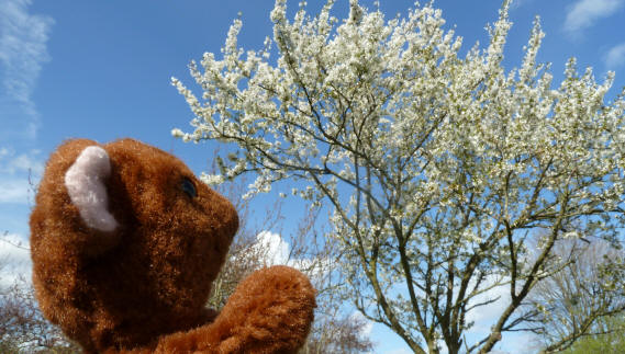 White blossom tree