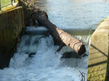 Tree trunk in weir