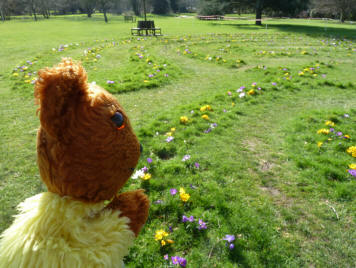 Crocus in turf maze