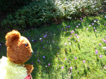 Crocus in grass