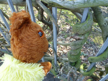 Wisteria stems round railings