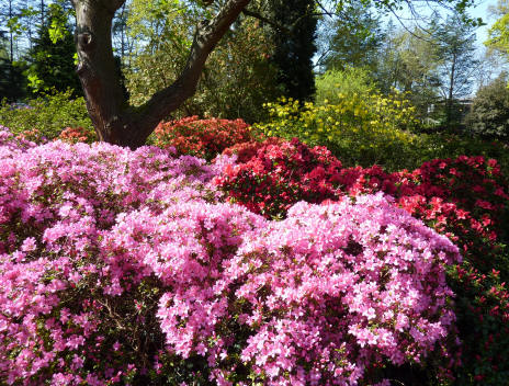 Azaleas