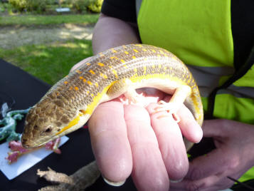 Slinky the Skink