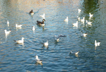 Priory seagulls