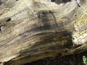 Patterns on log