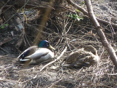 Ducks amongst twigs