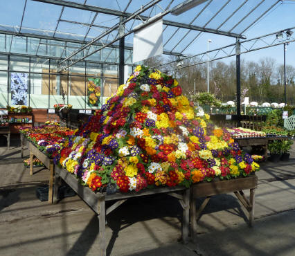 Thompsons - polyanthus pyramid