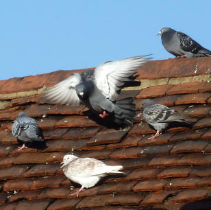 Pigeons on roof