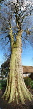 Plane tree