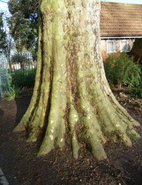 Plane tree buttress