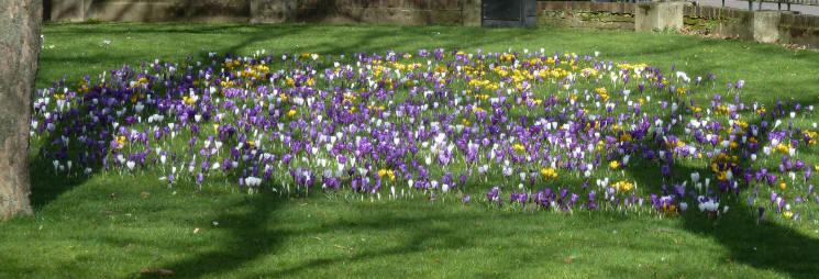 Crocuses