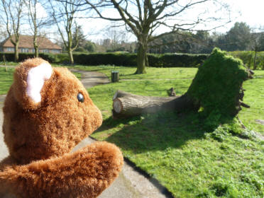 Uprooted tree