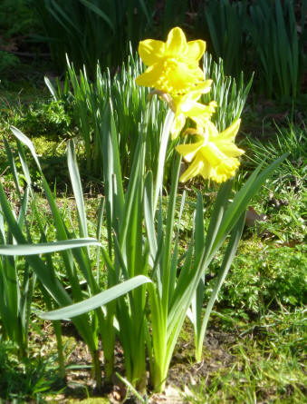 Daffodils