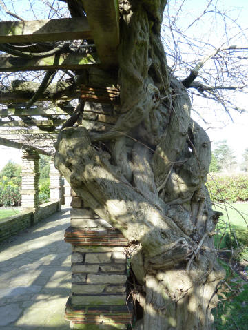 Very old wisteria strangling bricks