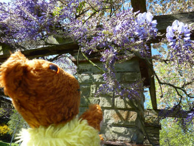 Wisteria pergola