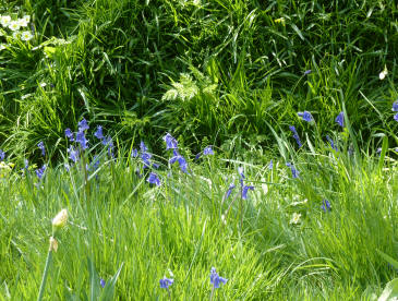 Bluebells