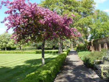 Lawns, hedging and blossom tree