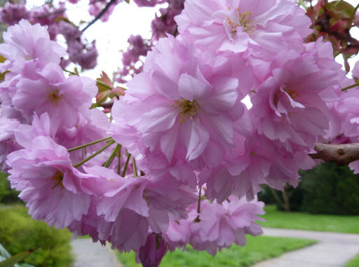 Double almond blossoms