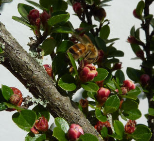 Bees on cotoneaster