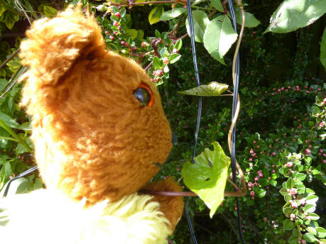 Yellow Teddy with bindweed