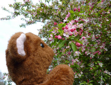 Crab apple blossoms