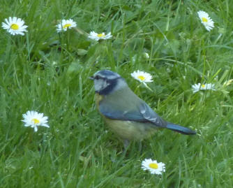 Bluetit