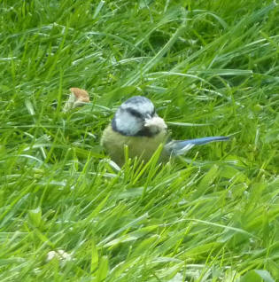 Bluetit with bread